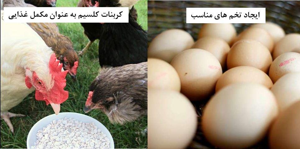 کاربرد کربنات در خوراک طیور
